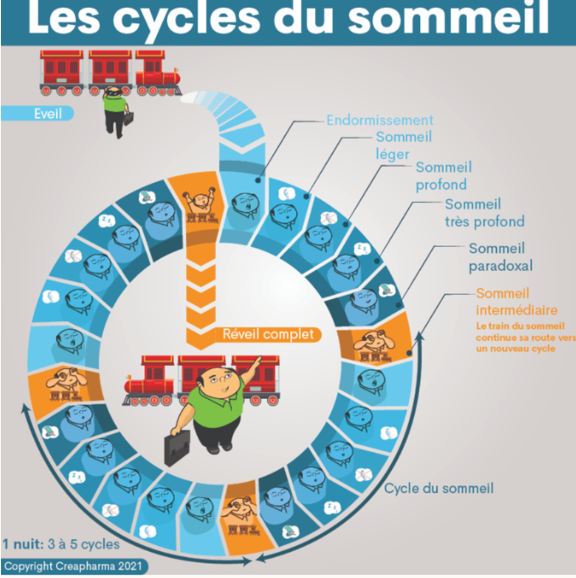 cycle_du_sommeil.PNG